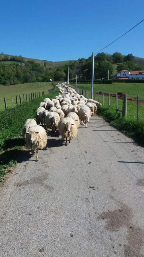 Gite A La Ferme Larranda Suhescun 外观 照片