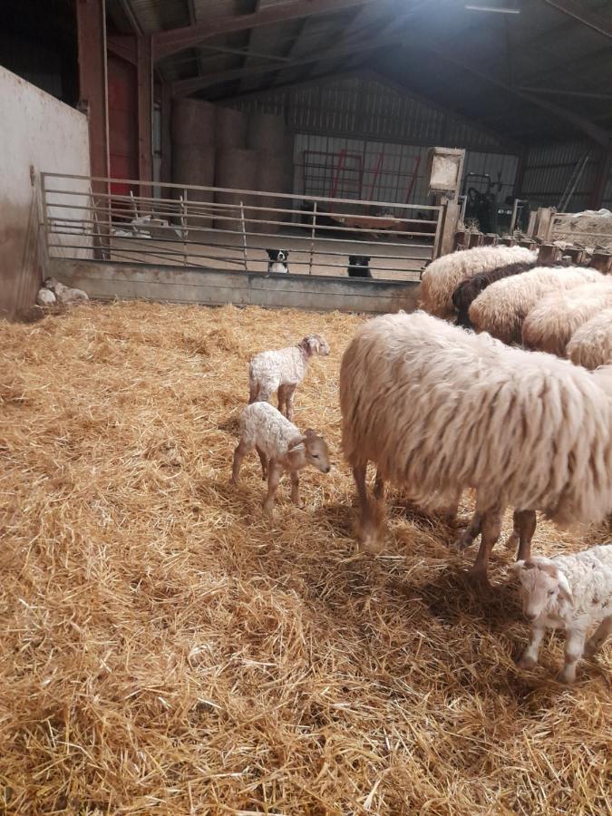 Gite A La Ferme Larranda Suhescun 外观 照片